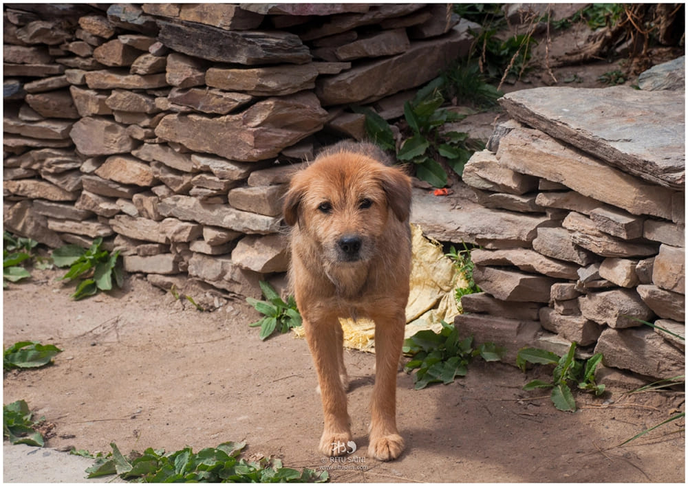 Cute Hupso gaddi dog in Charang village of Kinnaur
