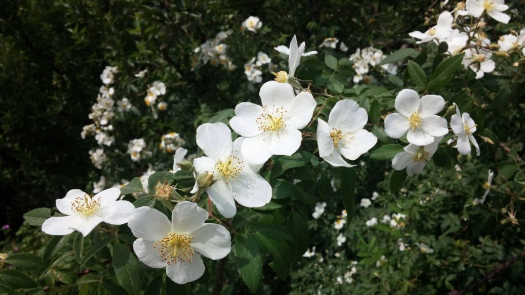 Wild White Roses - Reckong Peo 