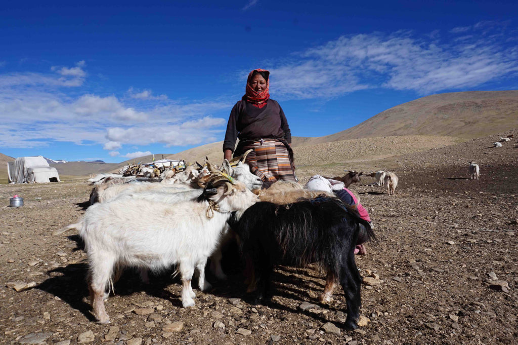 A lady from Changthang plateau of Ladakh