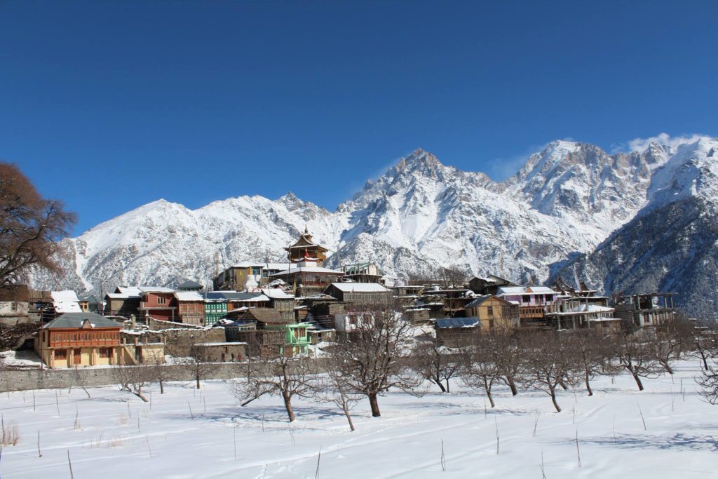 Chini village of Kalpa surrounded by apple orchards & snowy Kinnur Kailash peaks