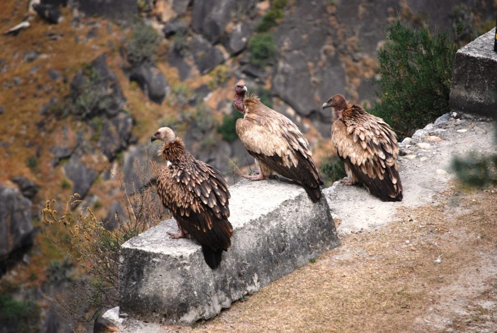 Himalayan Griffon spotted in Sangla valley 