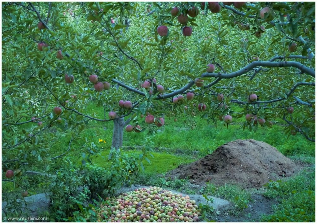 Fruits laden Apple tree in Ropa valley of Kinnaur 