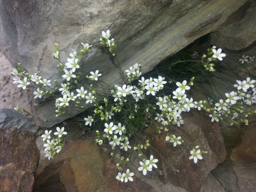 Wild Flowers out of rocks - Where there is a will there is a way