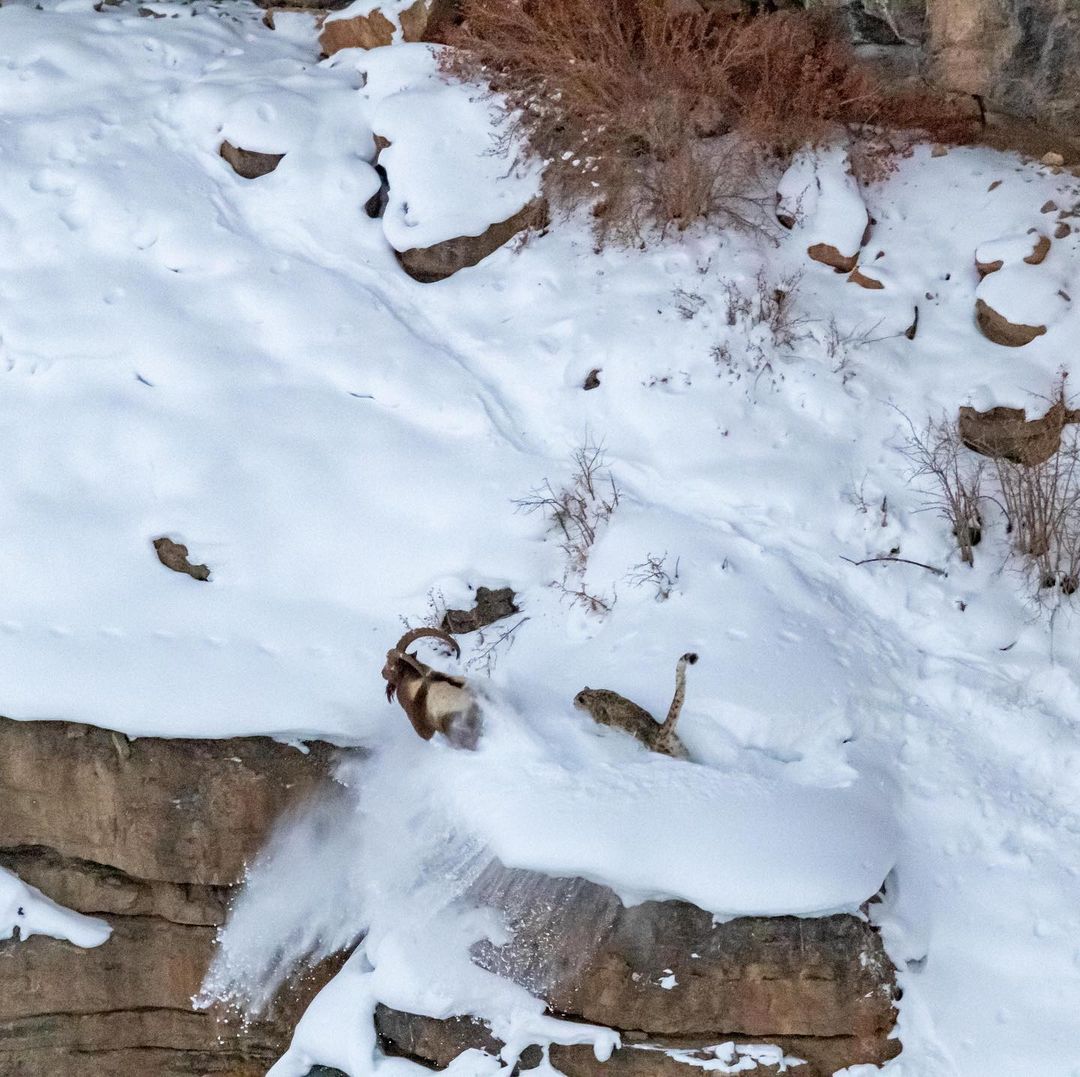 Snow leopard leaping on Ibex