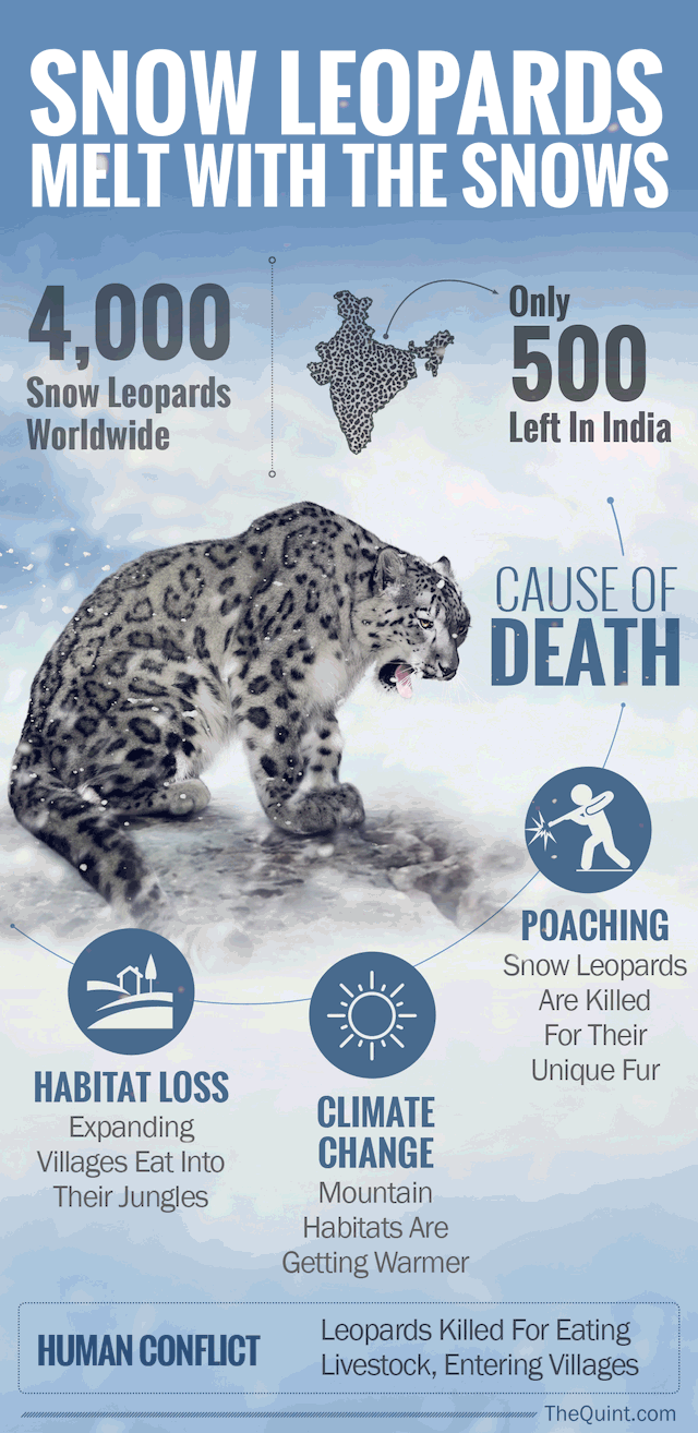 Facts about Snow leopards in India