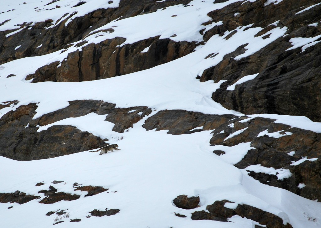 Snow leopard on hunt | Winter Spiti