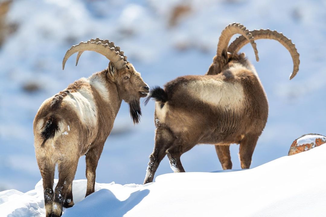 Himalayan Ibex pair photo shot in Kibber