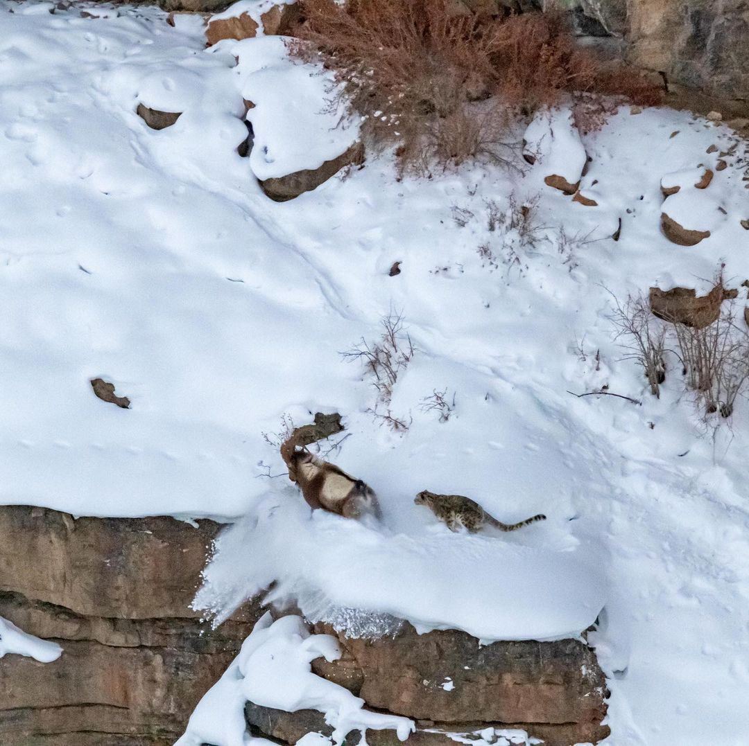 Snow leopard pouncing on Ibex in Kibber