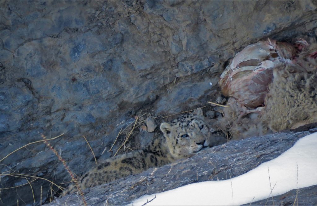 Snow leopard hiding behind boulder at Kibber