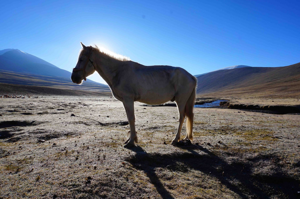 Ladakhi horse standing on meadows