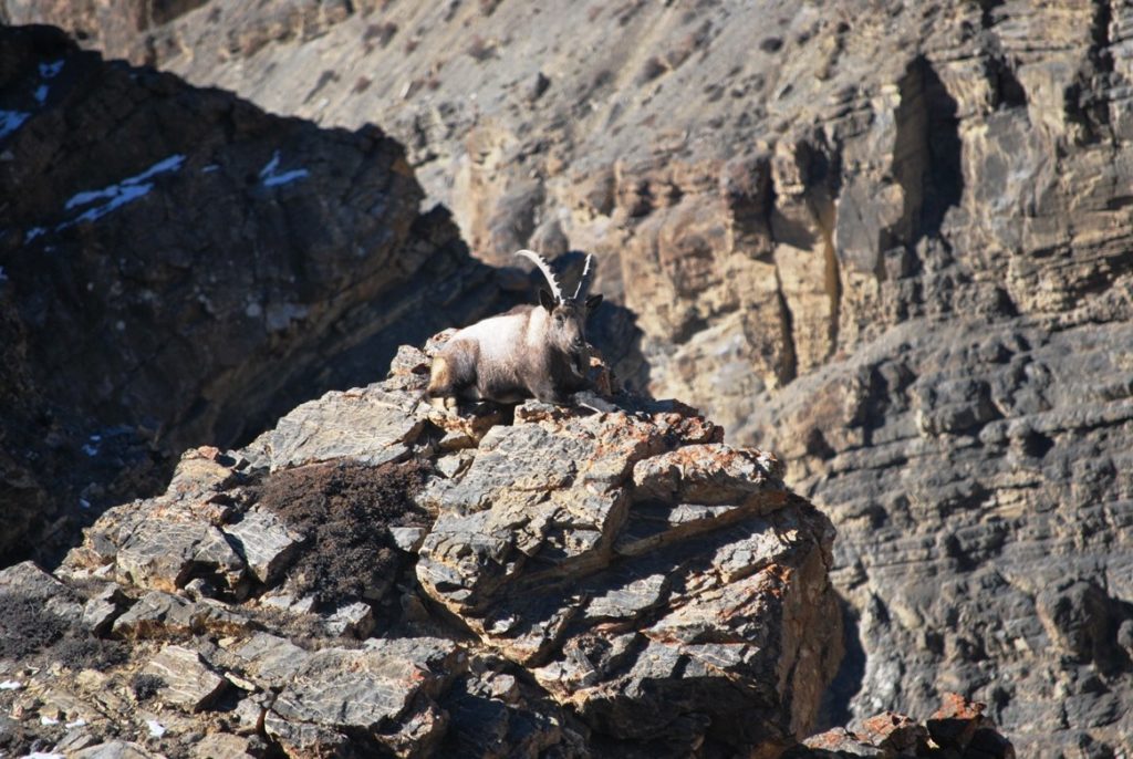 Ibex sitting on the cliff