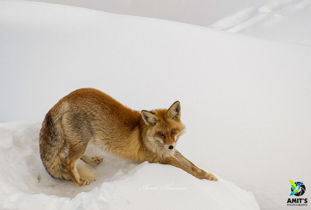 Red fox playing in snow