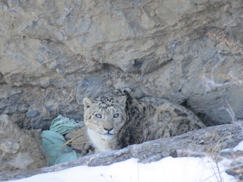 Intense stare of a snow leopard crouched down in Kibber wildlife Sanctuary cave