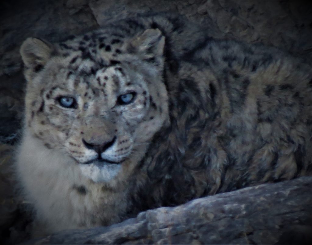 Close up shot of the snow leopard