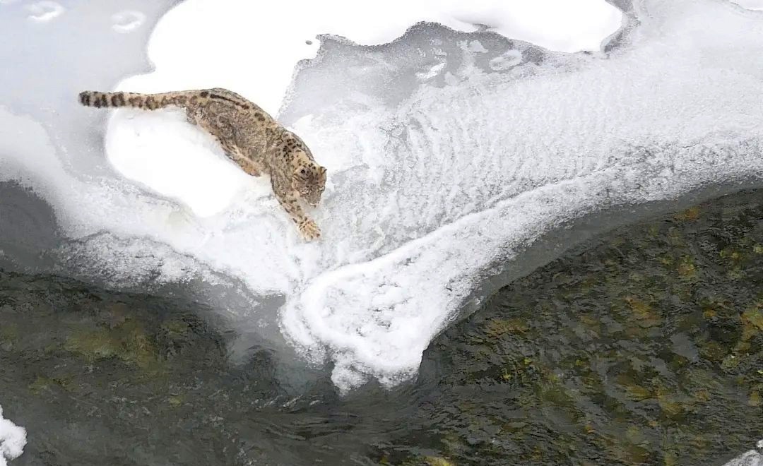 Snow leopard walking by a river in Spiti valley