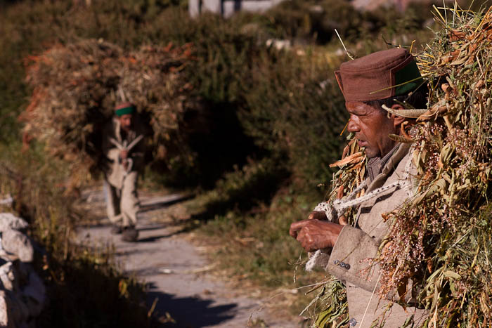 A man from Chitkul village carrying sack of grass.