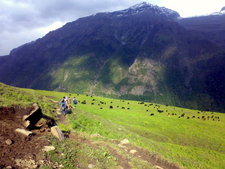 Buran ghati trek : Cattles grazing on the meadows - Dayara 