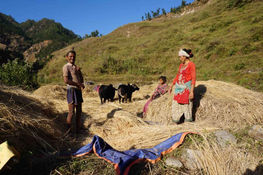 A Raute tribe couple harvesting the wheat crop