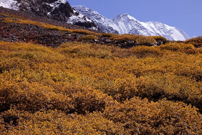 Hiking towards the Charang La