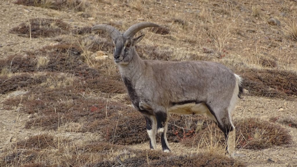 Himalayan blue sheep grazing over wild shrubs of Spiti valley