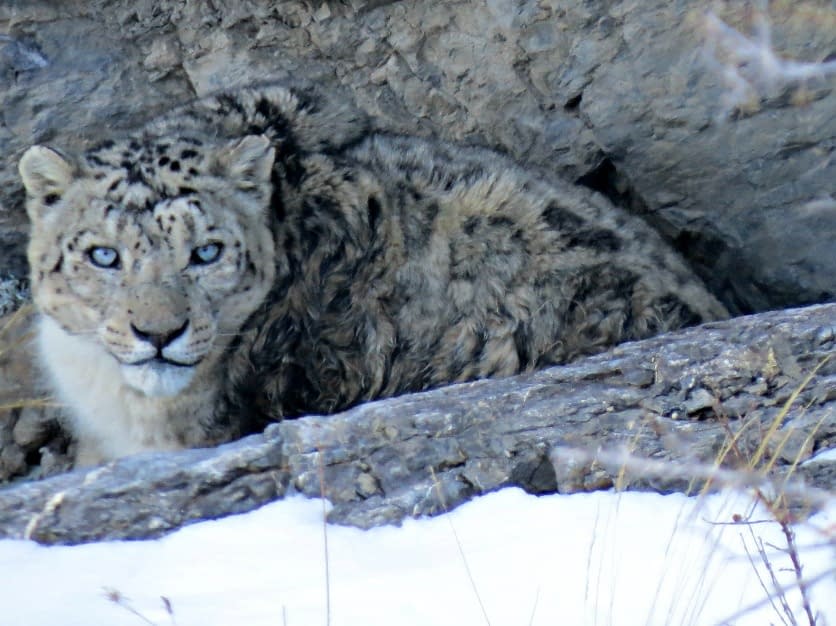Close-up photograph of a snow leopard crouched down in a cave