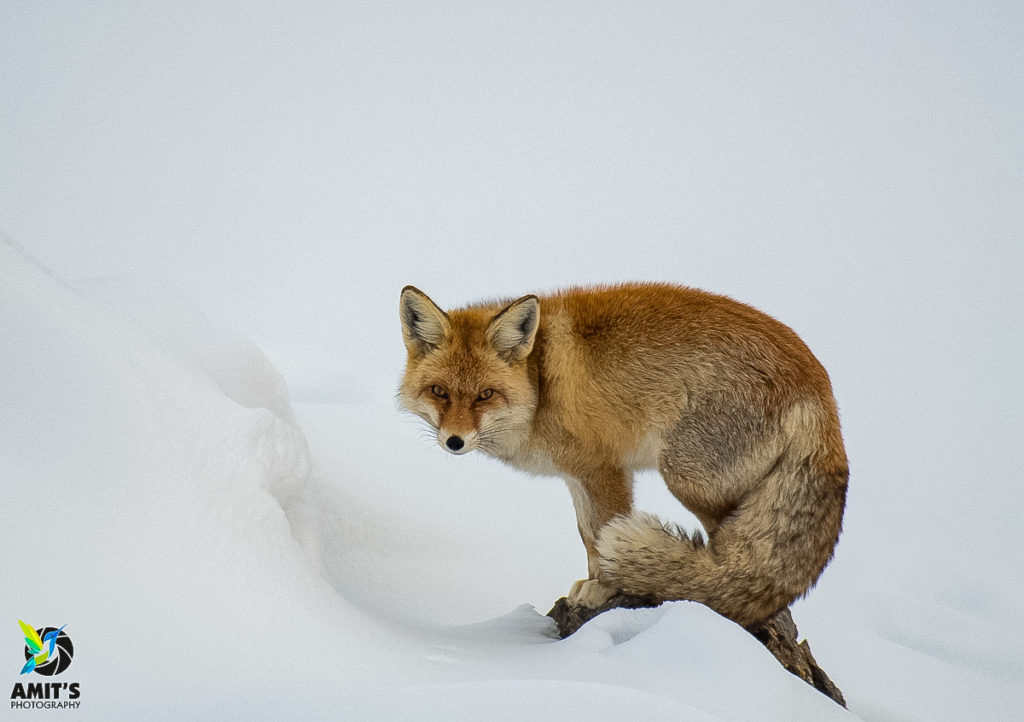 Red fox gazing