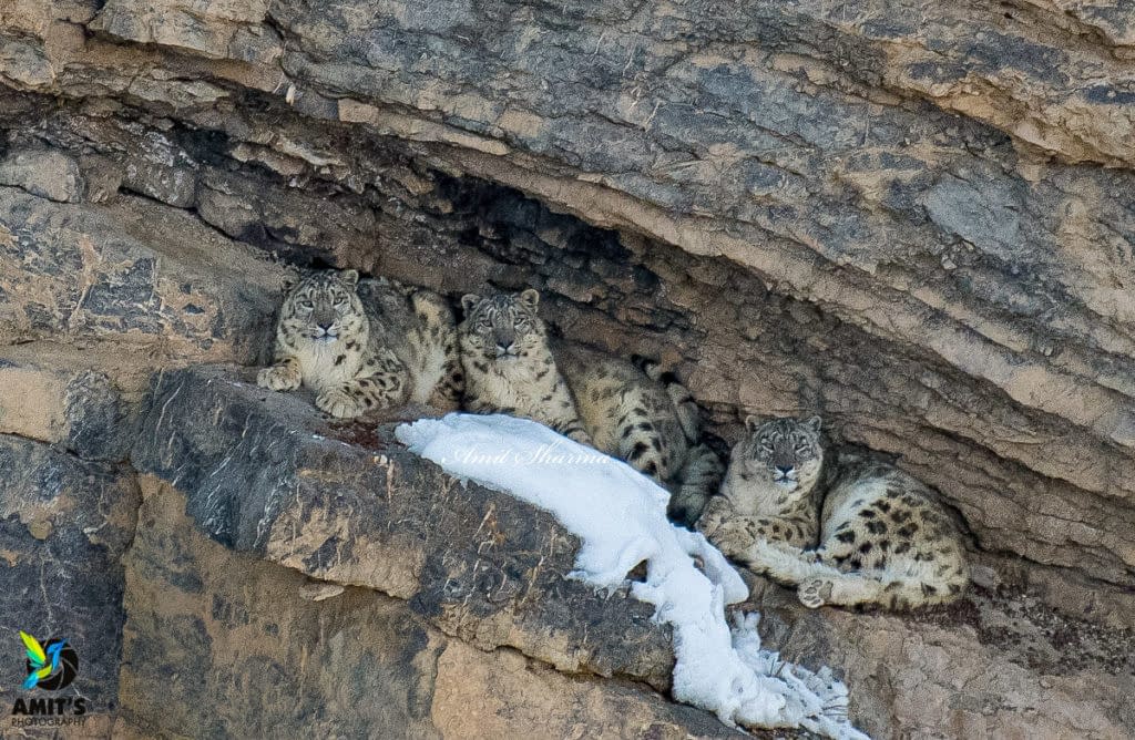 Snow Leopards resting in a cave | Kibber wildlife sanctuary