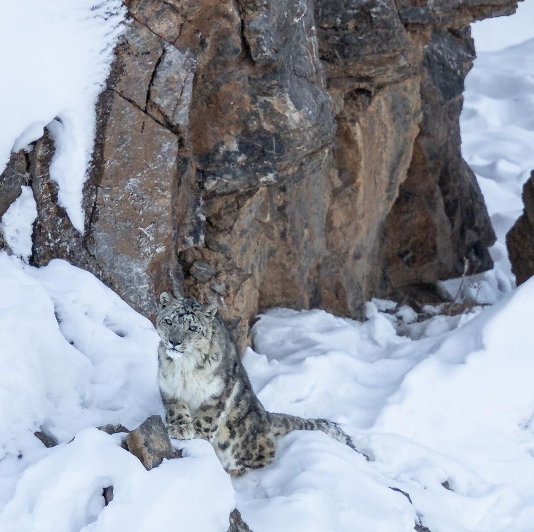 Snow leopard close snapshot shot in Kibber