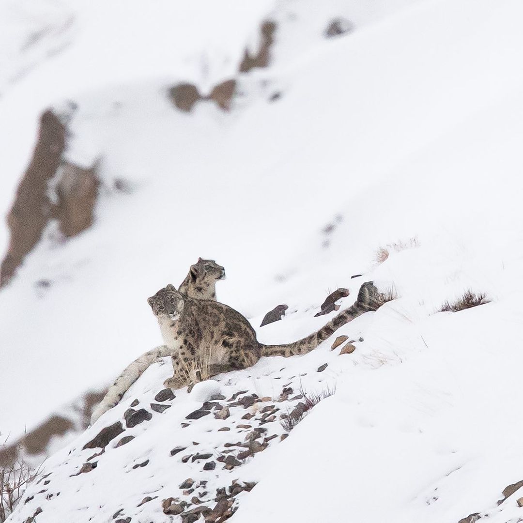 Snow leopard pair in Spiti valley