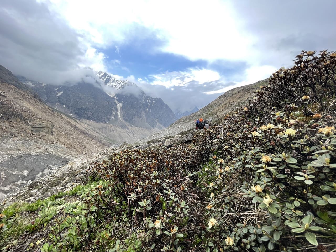 Himalayan shrub below Khatling