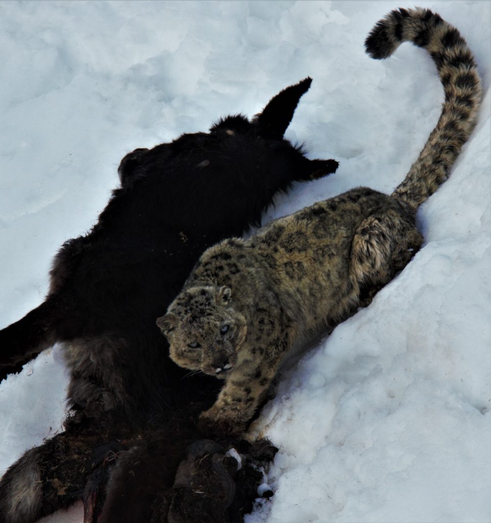 Killing time - Snow leopard, Kibber Wildlife Santuary, Spiti Snow leopard trail