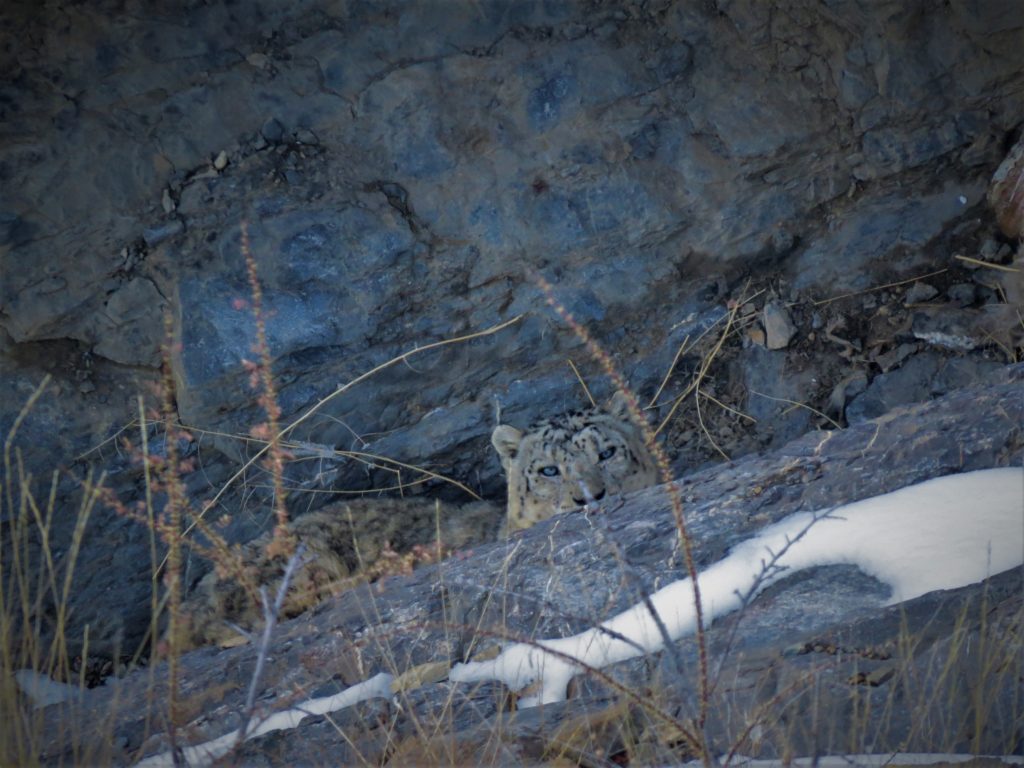 Initial fleeting glimpses. Snow leopard, Kibber Wildlife Santuary, Spiti Snow leopard trail