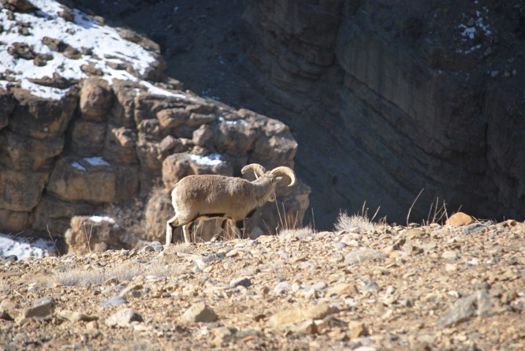 Himalayan blue sheep or Bharal spotted in Kibber Wildlife Sanctuary | Wildlife in Spiti