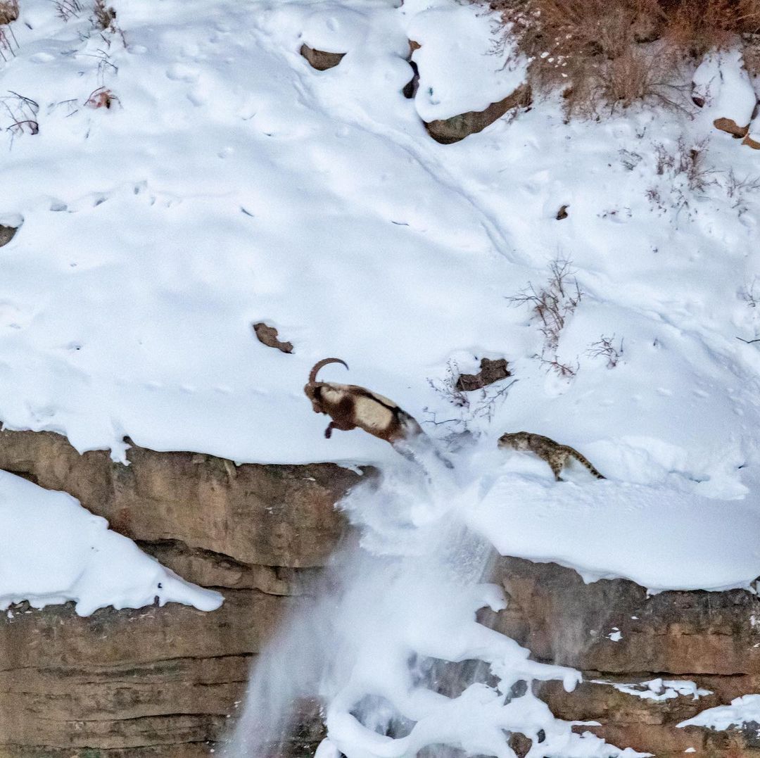 Ibex jumping across to escape from snow leopard
